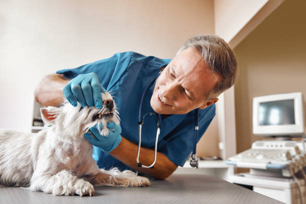 Best After-Hours Emergency Dentist in Round Lake Park, IL